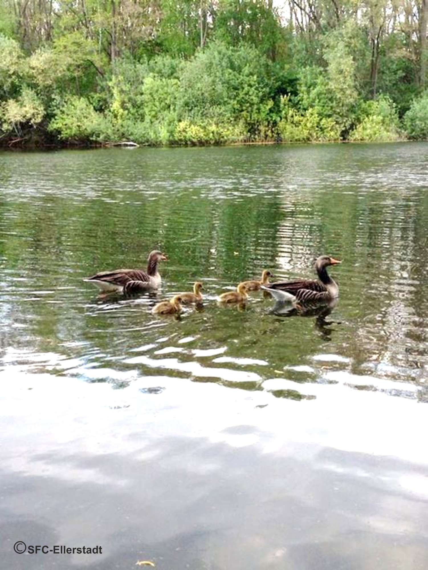 Sommertag am Weiher